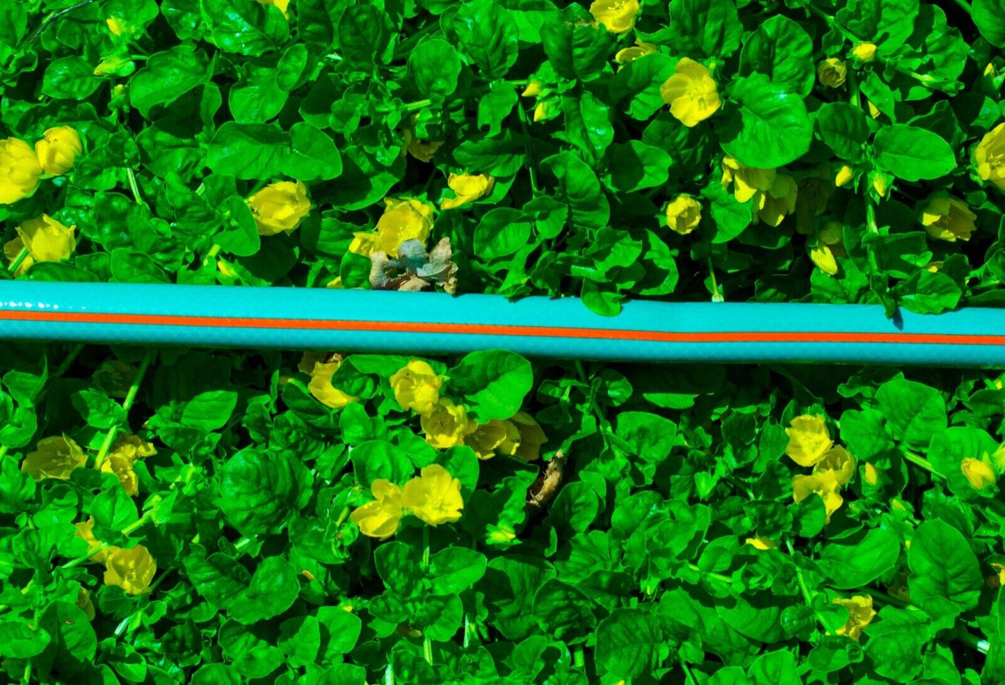 1/2" Economy Green Budget Garden Hose Pipe