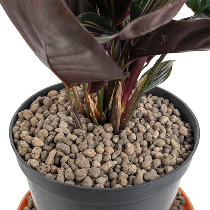 Clay Hydroponic Growing Pebbles for Plants