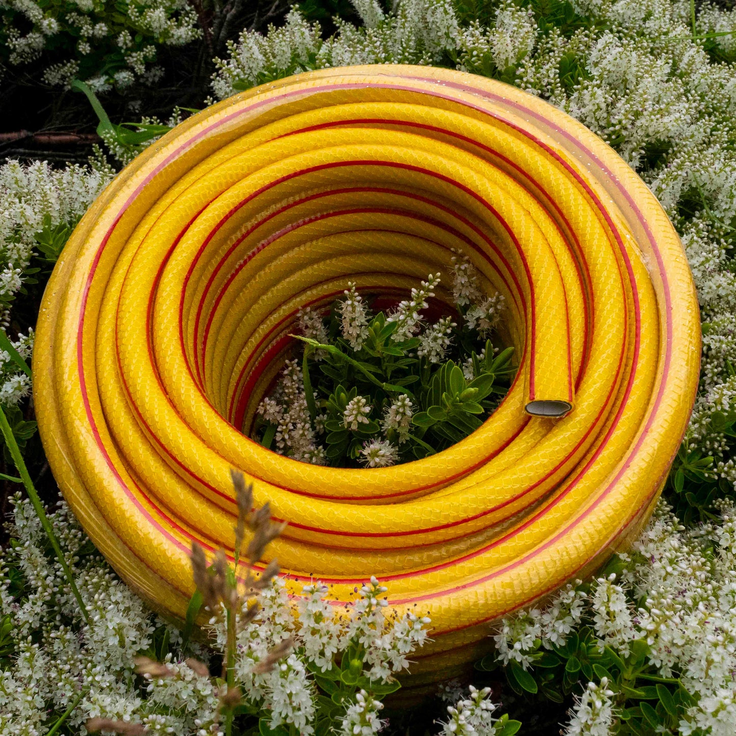 Royal Gold 6 Layer Heavy Duty 1/2" Hose Pipe (1m - 100m)