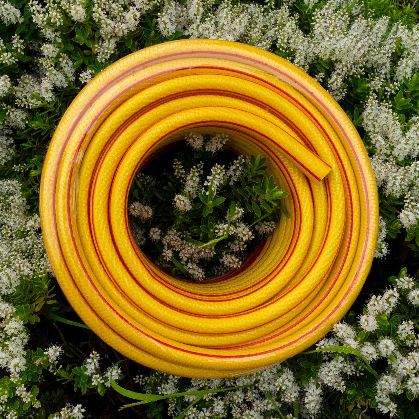 Royal Gold 6 Layer Heavy Duty 1/2" Hose Pipe (1m - 100m)